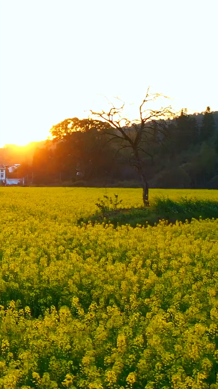 夕阳下的油菜花