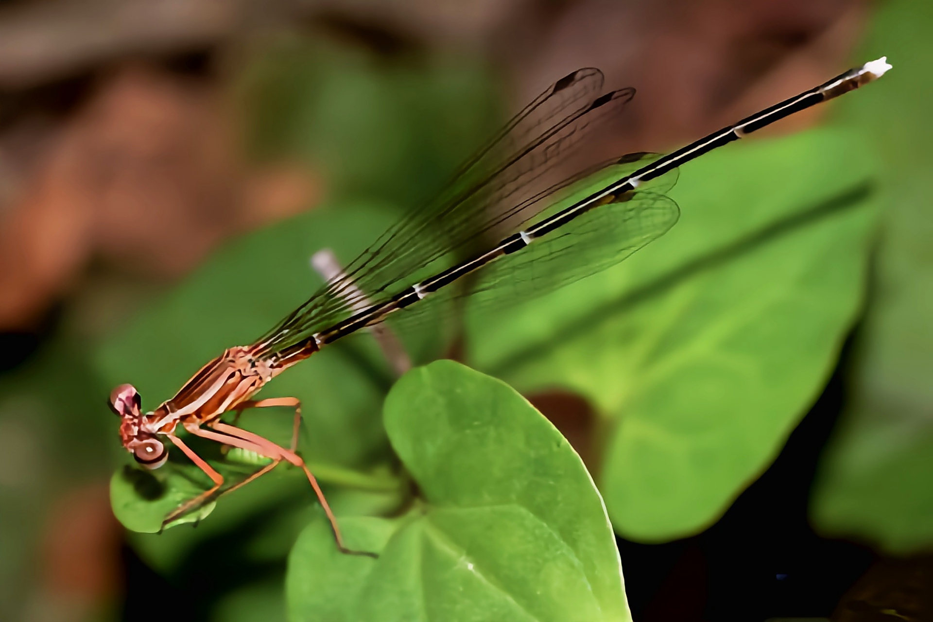 每天认识一种昆虫——白狭扇蟌 白狭扇蟌别名环纹琵蟌是蜻蜓目,扇蟌科