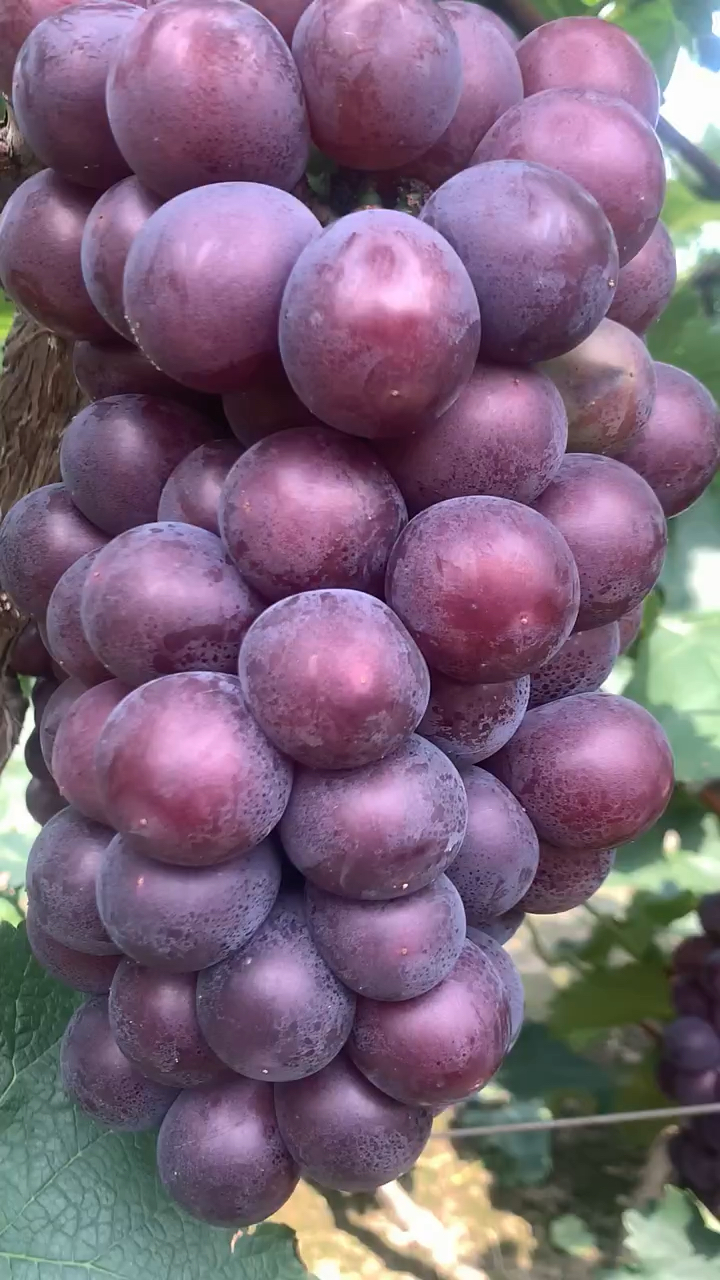 巨峰葡萄苗贝达砧木嫁接根系发达长势快