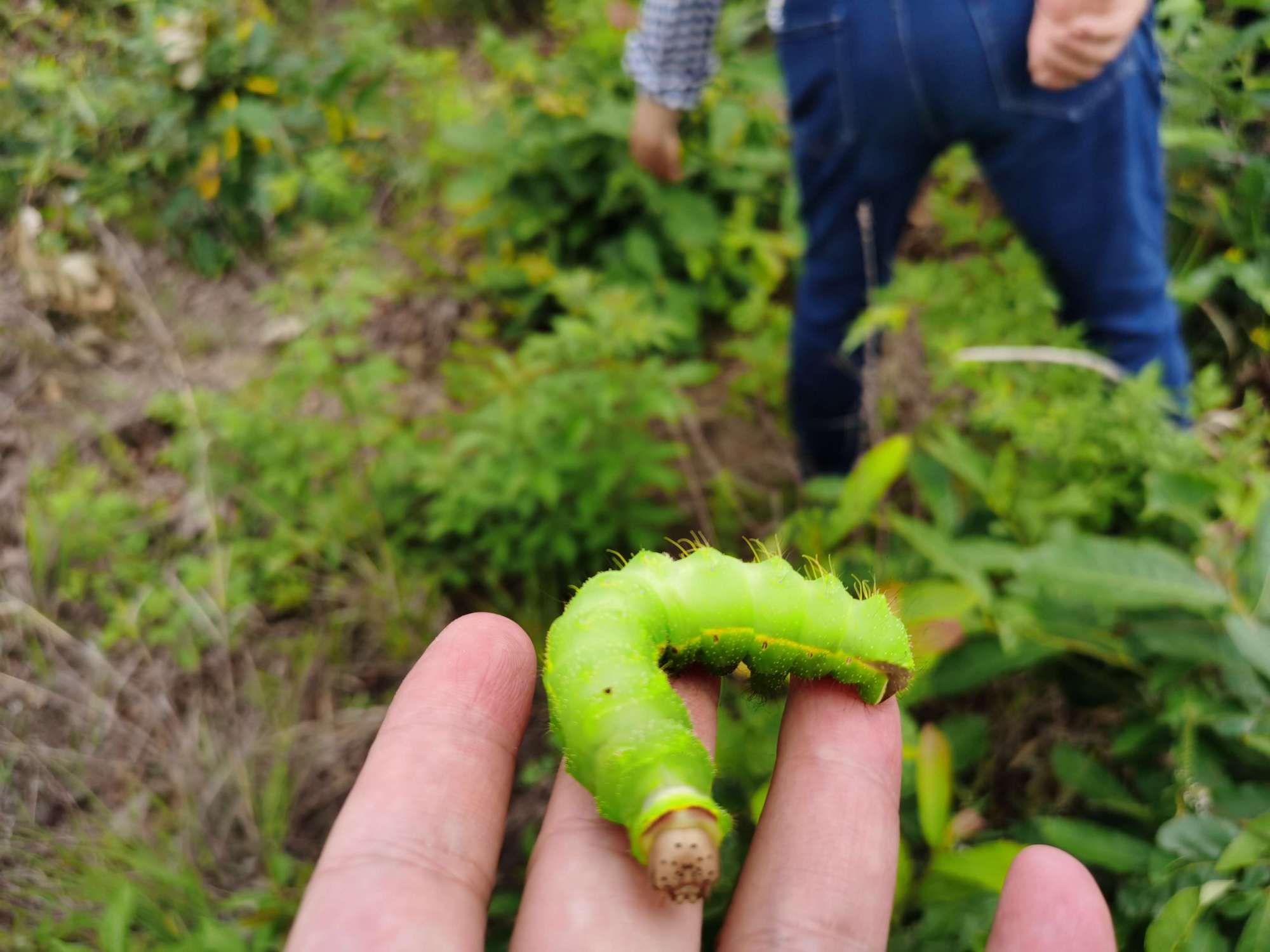 柞蚕成虫图片