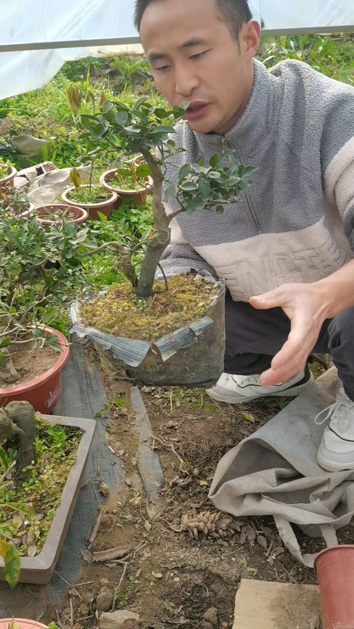 金弹子原生双杆母桩