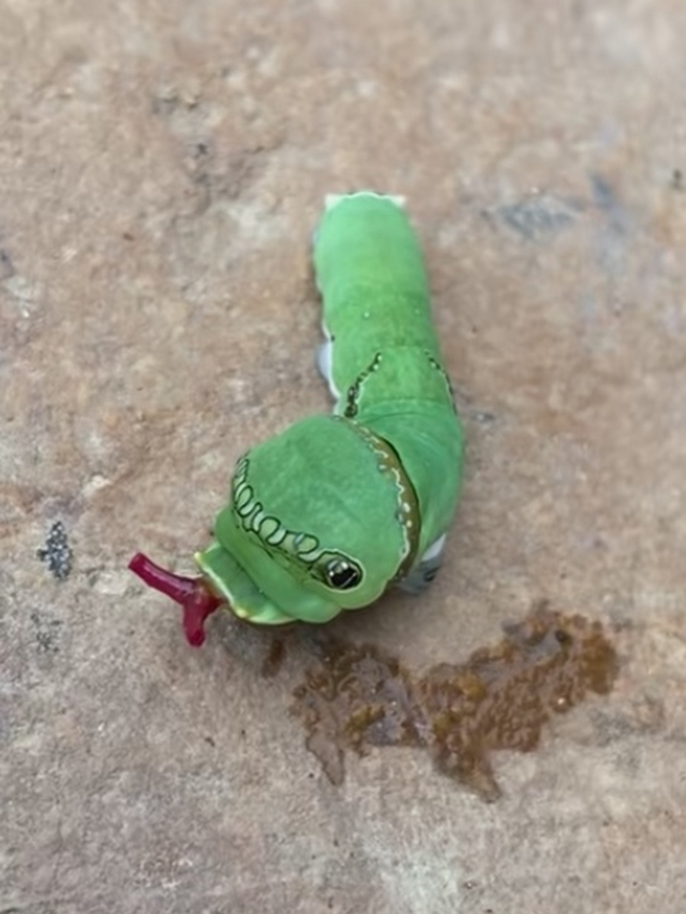 细长像蛇的虫子图片