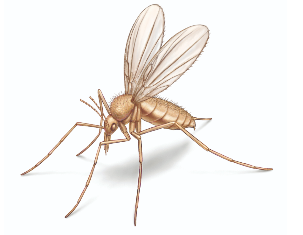 什么是白蛉有什么危害