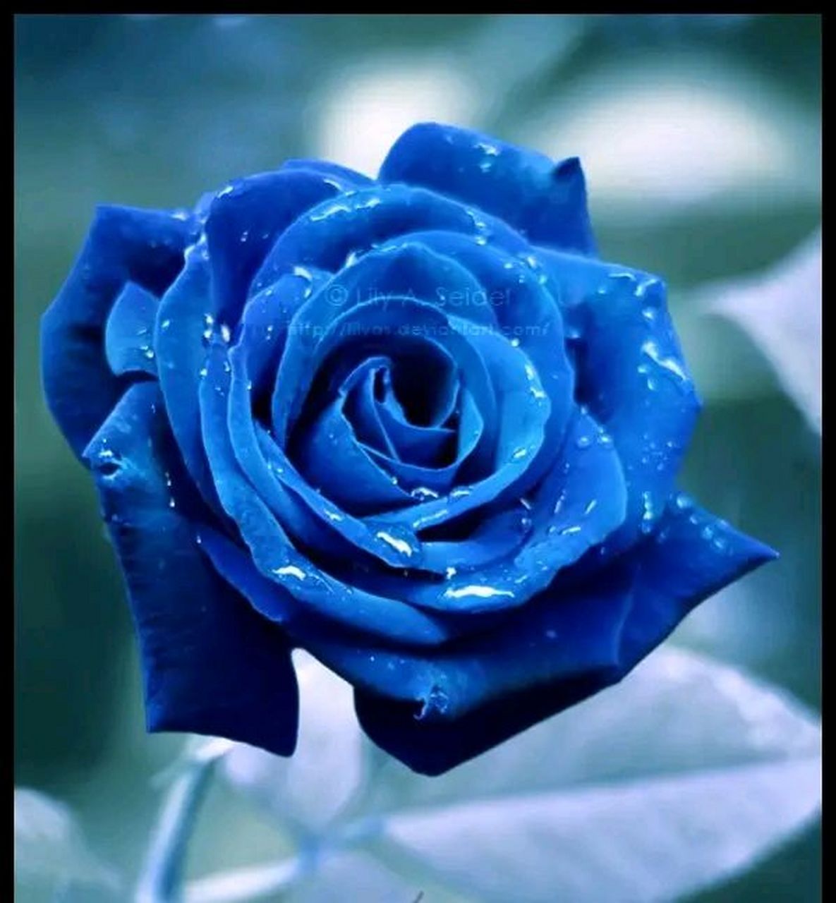 花语是抑郁的花(什么花的花语是抑郁自闭)