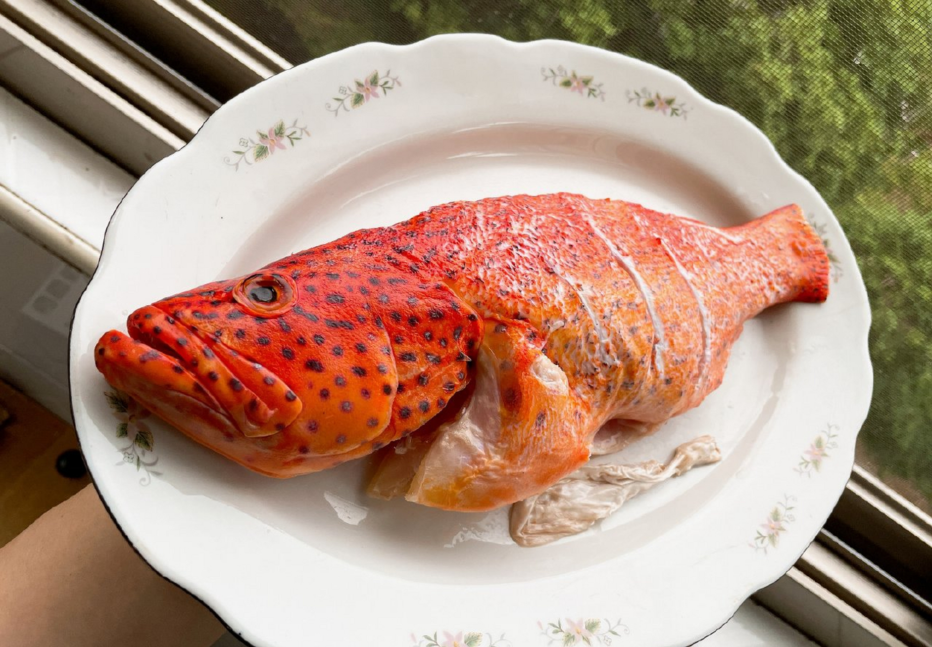 其实东星斑最早说的是它,后面不知道怎么安到豹纹鳃棘鲈身上了.