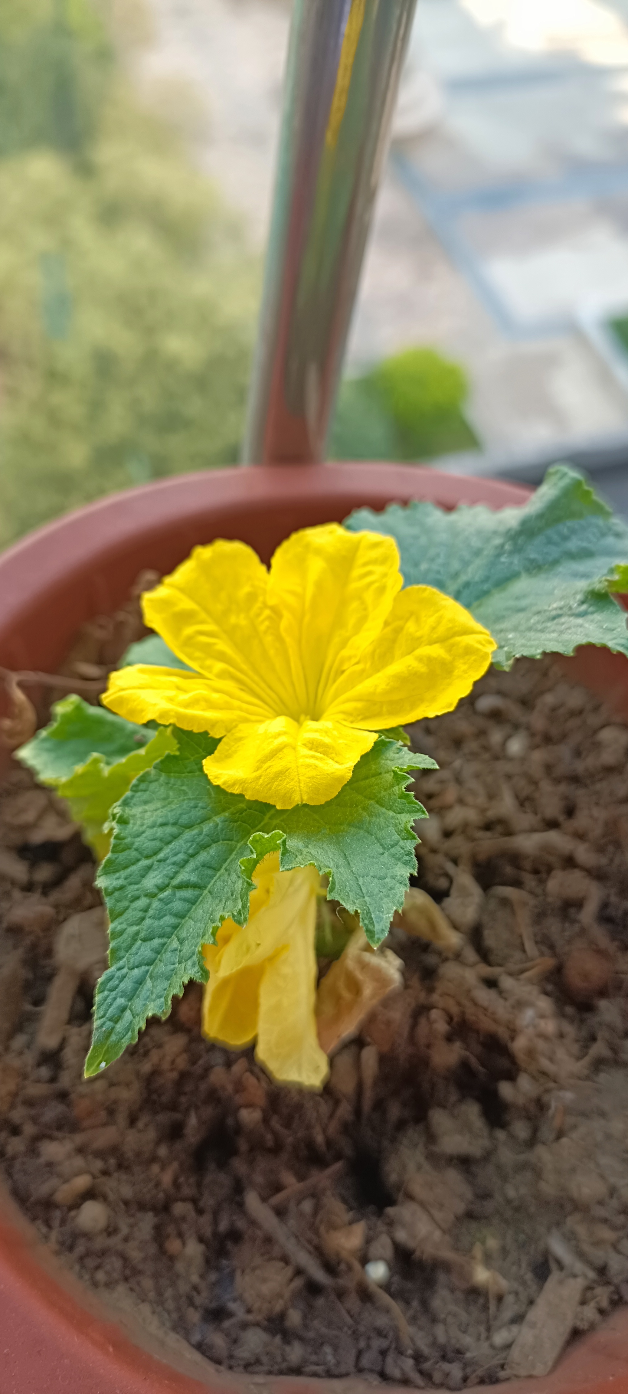 水果黄瓜都是这么大就开花了吗