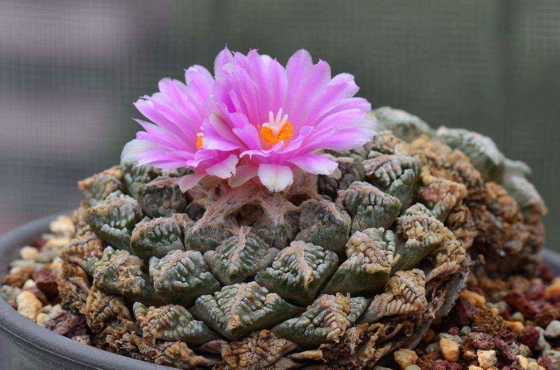 这2种仙人掌科稀有多肉植物,频繁上新闻!是植物里的"活化石"