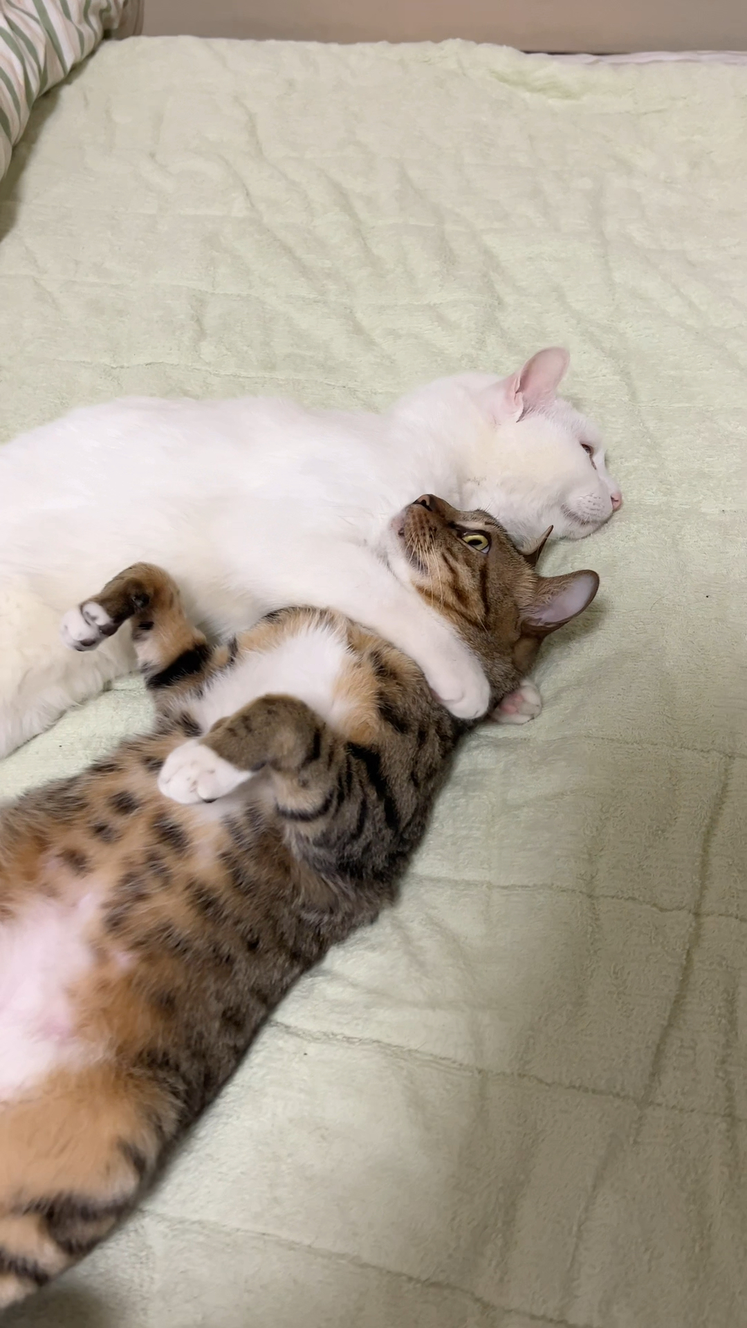 2只小猫咪相拥而睡,这也太温馨了吧!-度小视