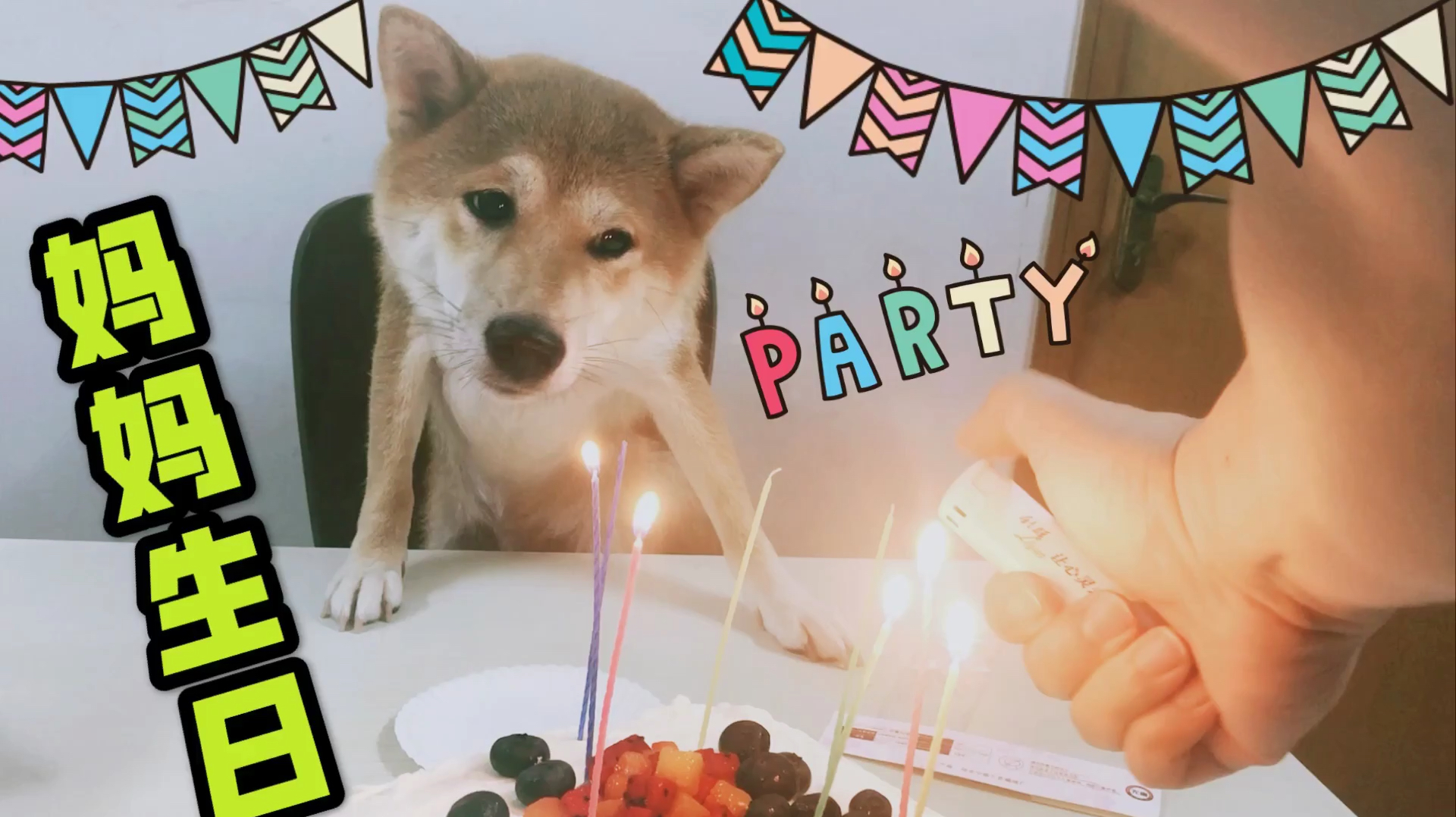 妈妈生日,孩子插蜡烛爸爸点蜡烛,柴犬好奇凑近闻,差点烧掉胡子
