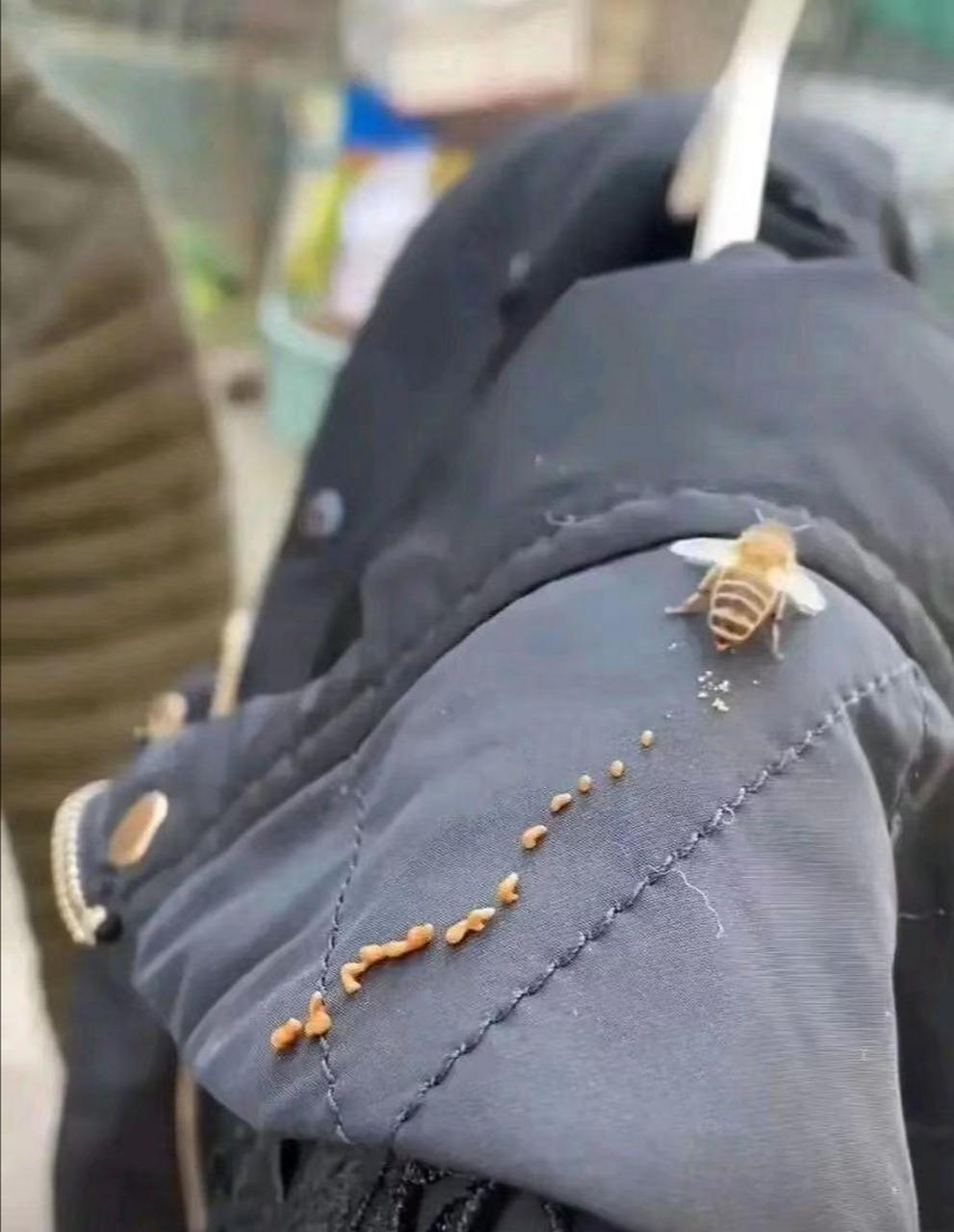 这是蜜蜂在拉屎吗?这概率我要不要去买个彩票?