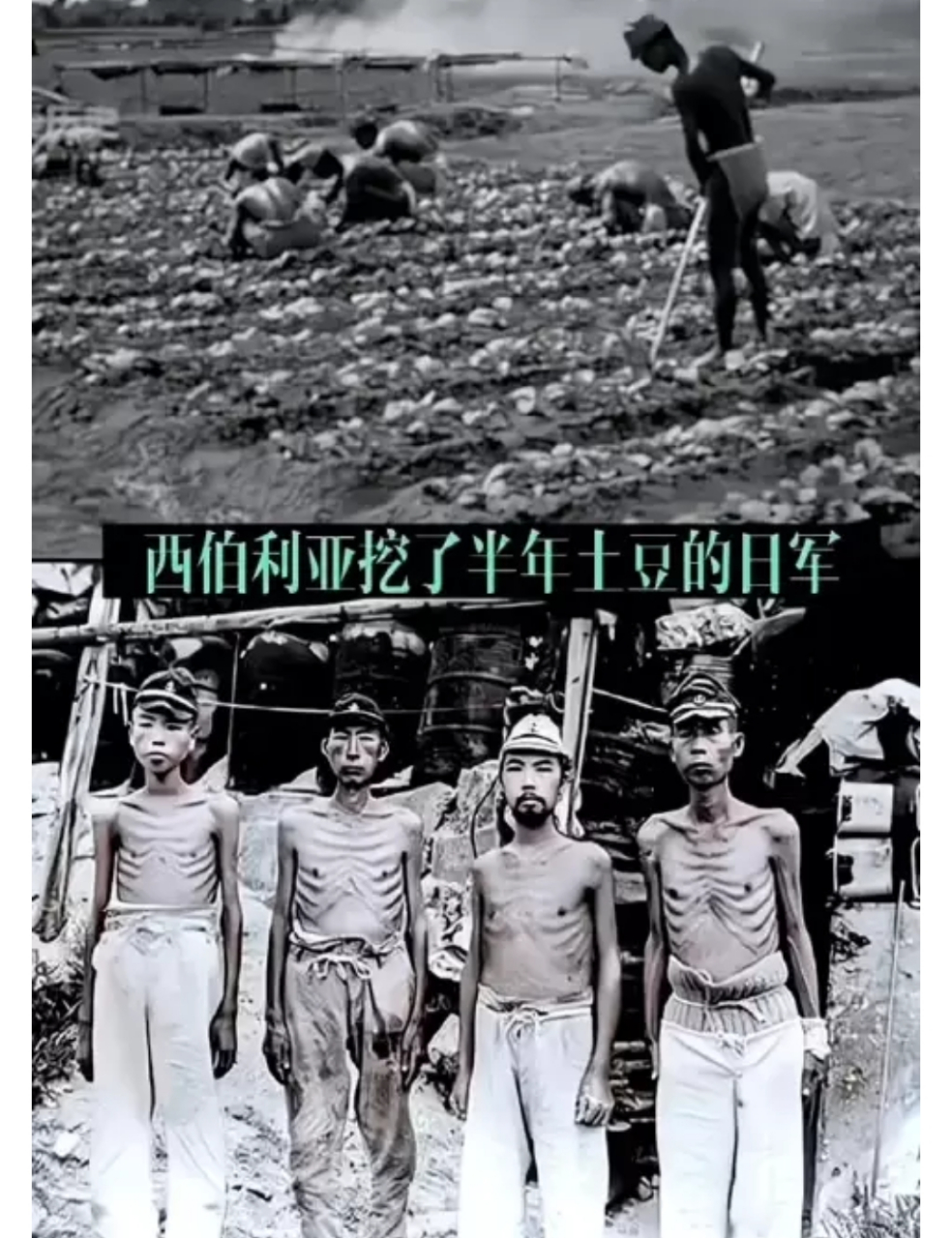 下图是日本关东军在西伯利亚挖土豆,受尽折磨,骨瘦如柴.