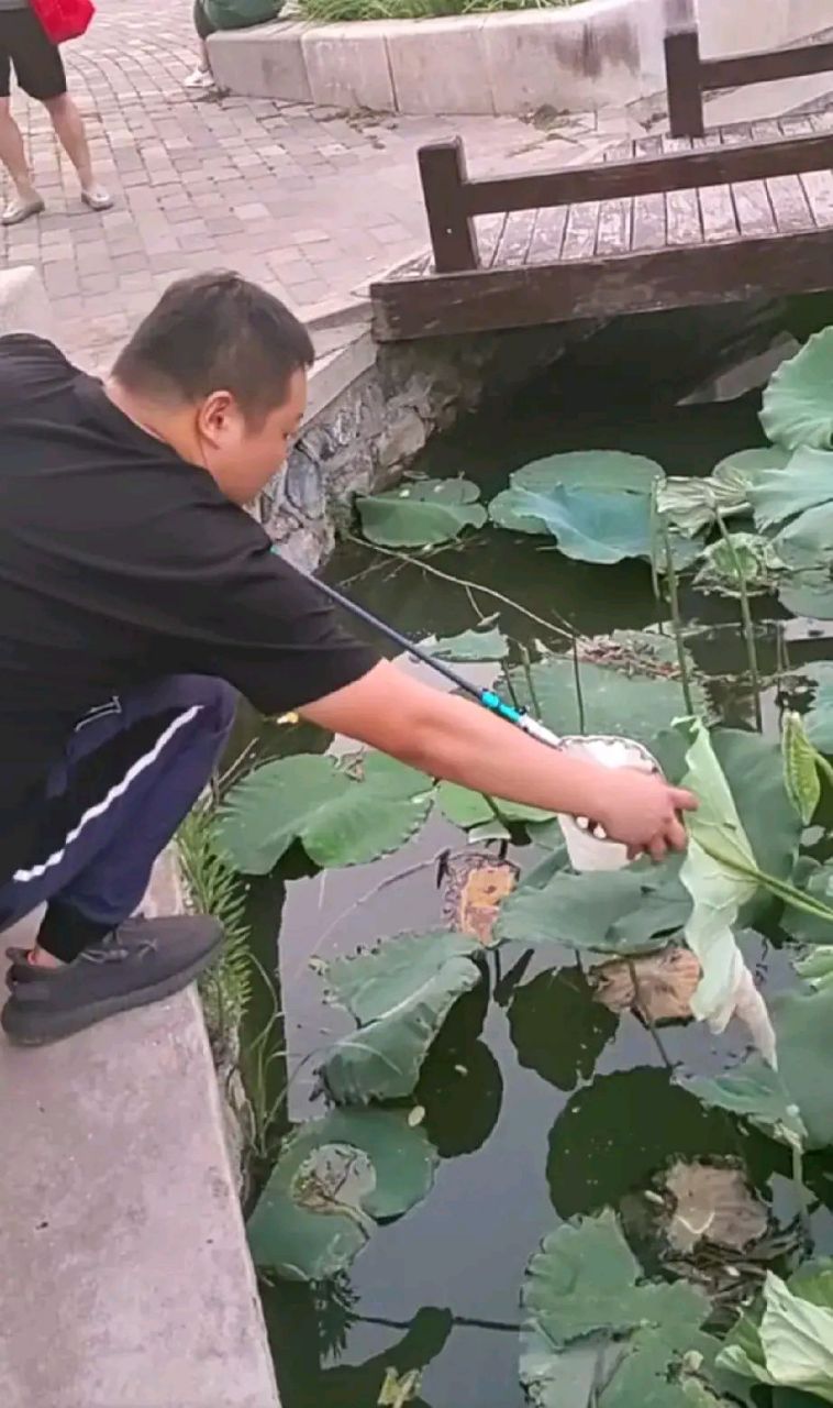 最近,在天津南翠屏公园的小湖里,荷叶莲莲甚是好看,莲蓬也立起了