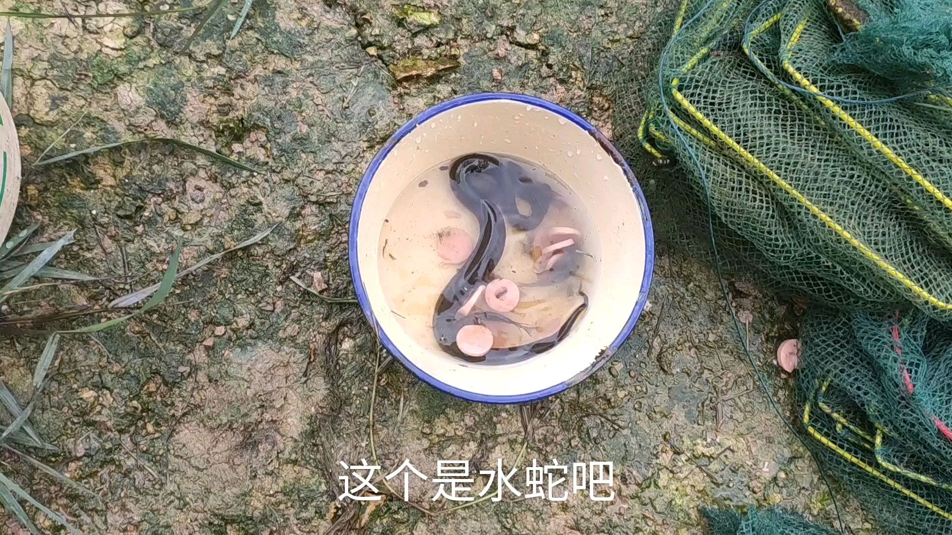 下午去收地笼,想抓点大条斗鱼回来,没想到来一条戴纹身的黄鳝