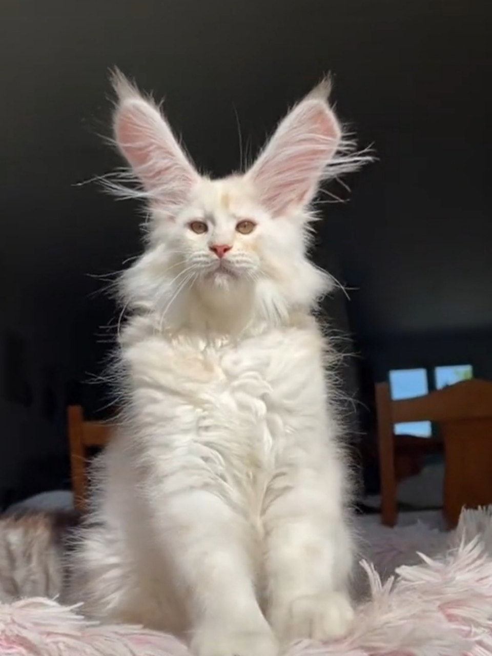 这是兔耳猫?9293还是特效啊?