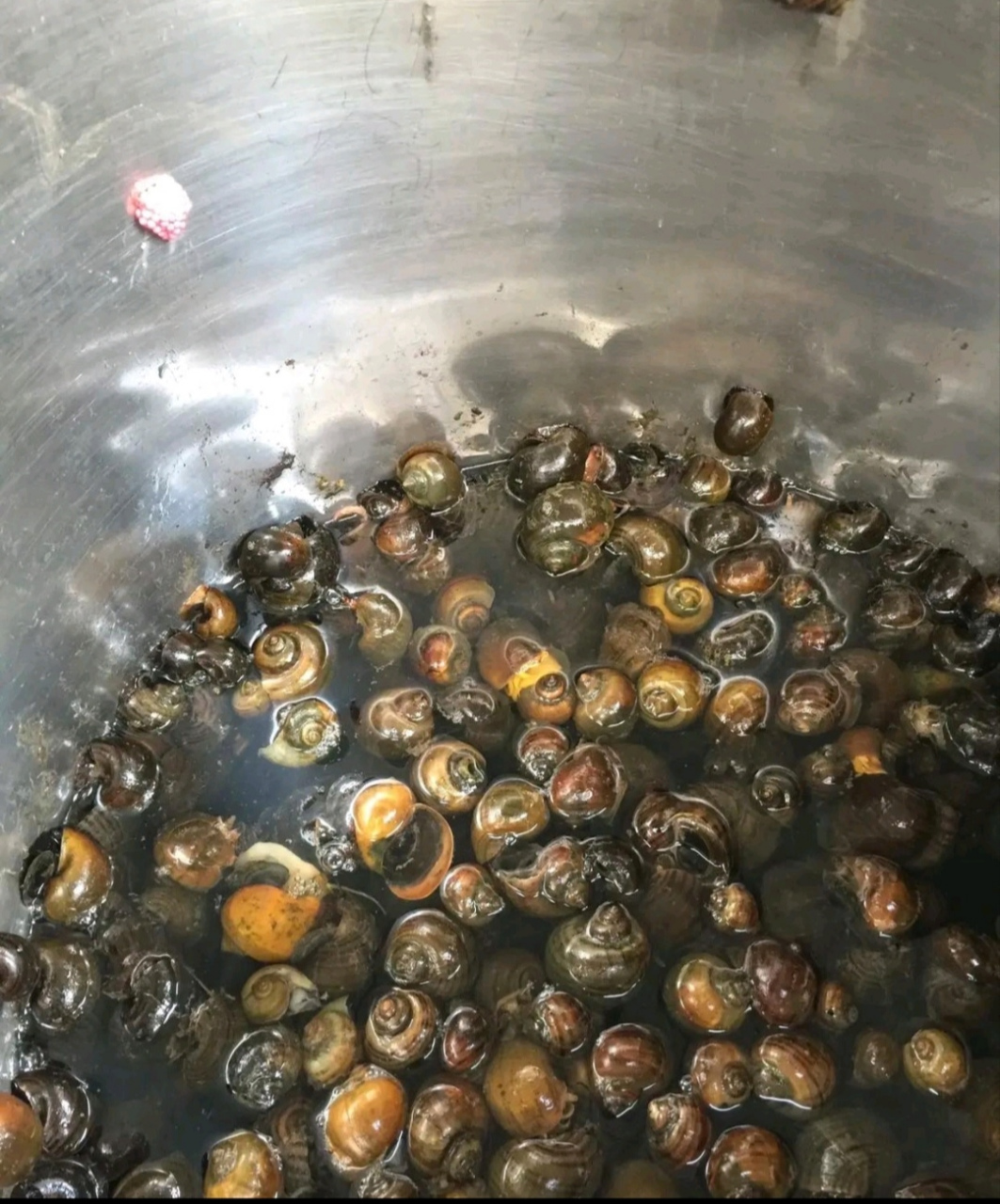 菜场买了十斤田螺,清洗后泡在桶里,第二天发现竟然有粉红色的卵,这不