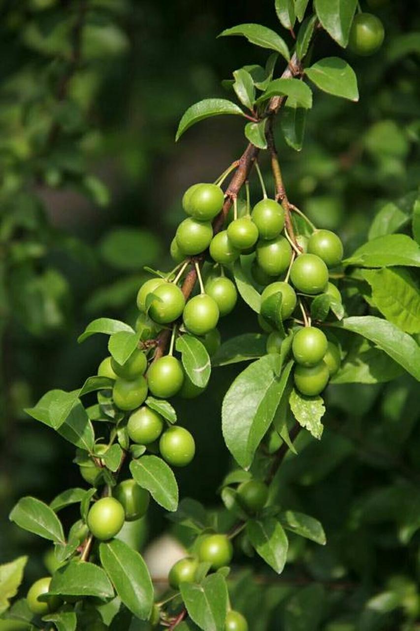 发现新事物:碧绿的小野果,山上所见,是山李子吗?