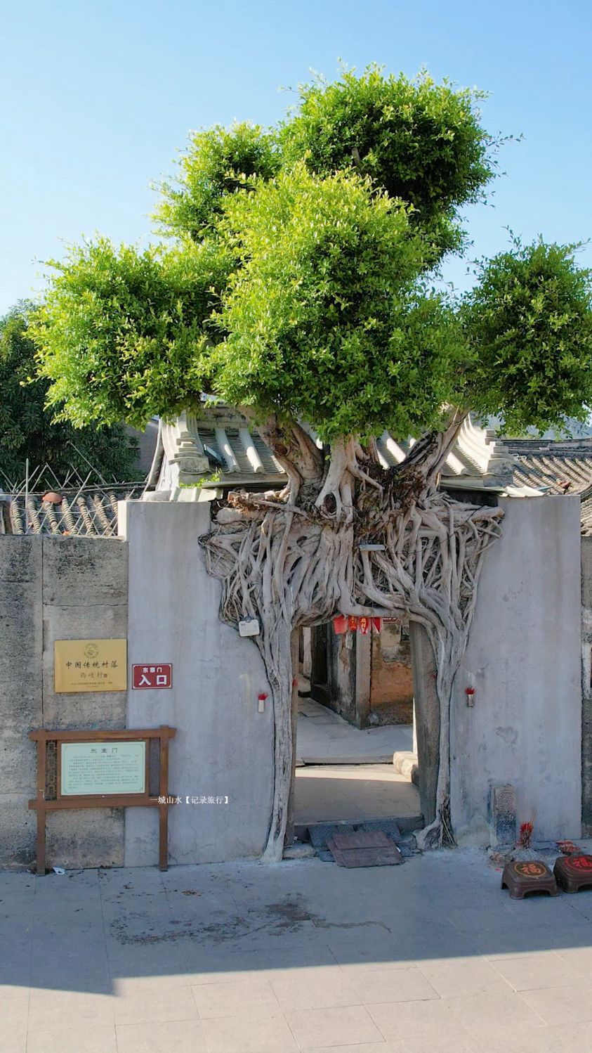 门为一棵树,浑然天成为一体,在广东揭阳有这么一棵300年的古榕树扎根