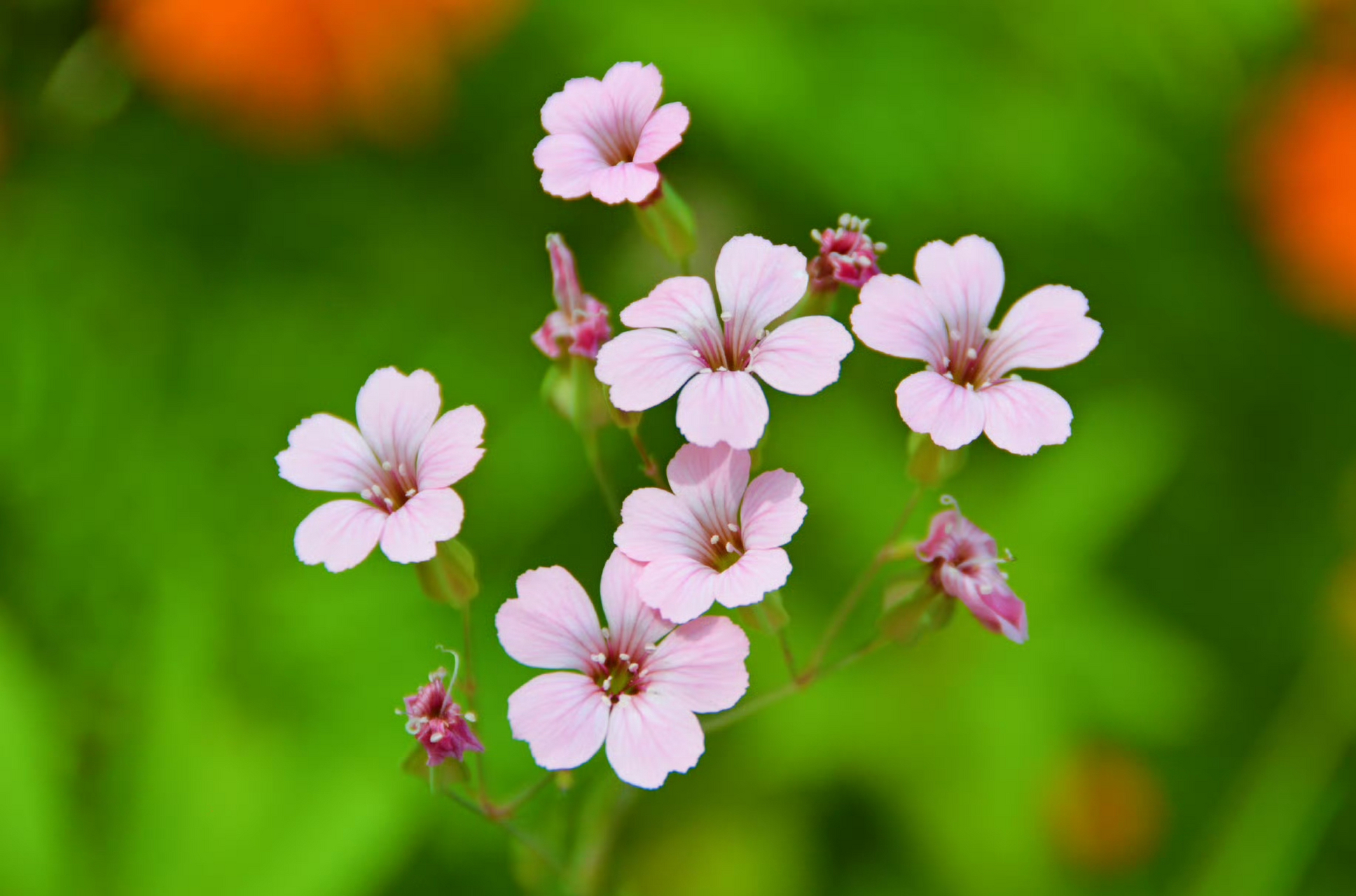 花草,是大自然的精灵,以其娇艳多姿的外貌和芬芳迷人的香气,温暖了