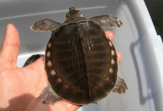 圆澳龟能长多大?