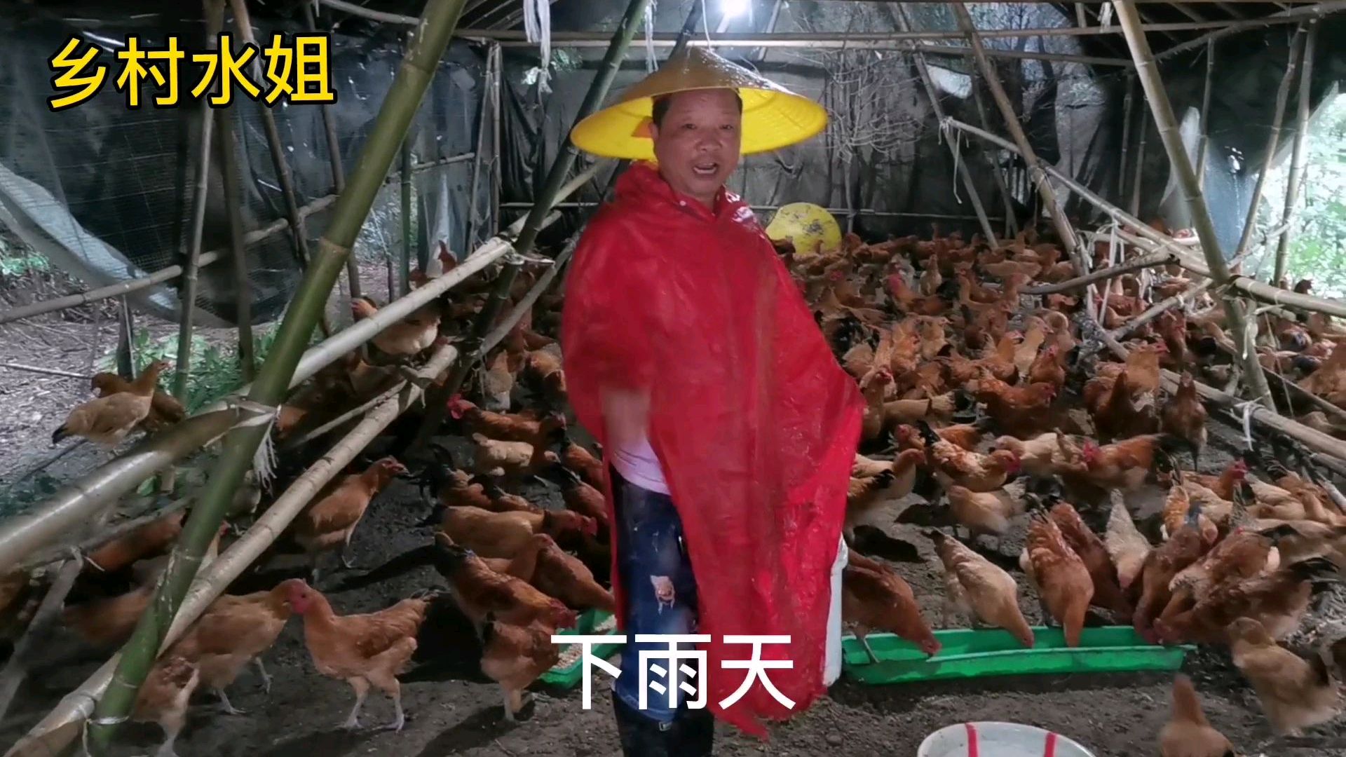 散养土鸡最怕下雨,很容易淋感冒,更不方便喂食,看水哥怎么解决