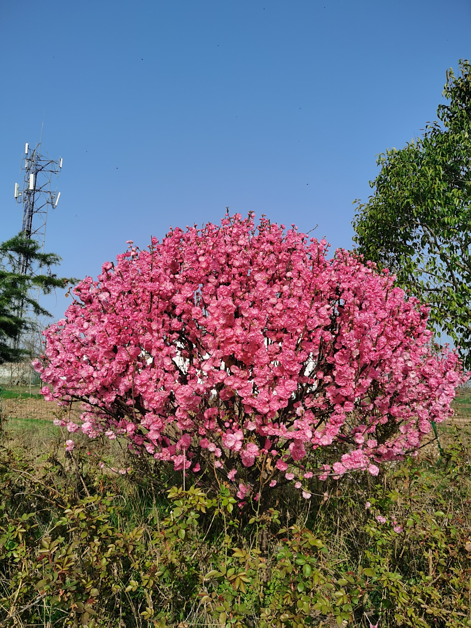 榆叶梅的别称,又叫做小桃红,榆梅,榆叶鸾枝