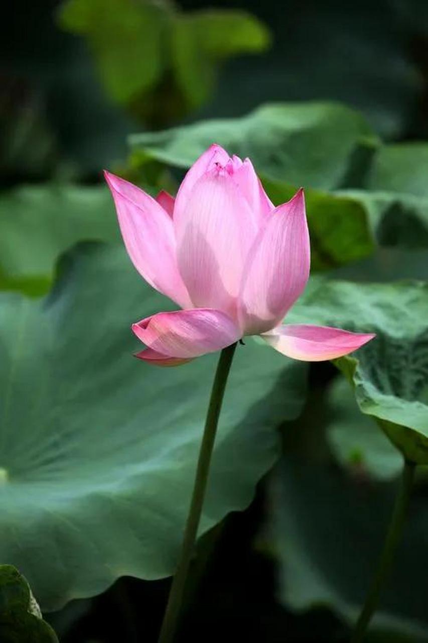 做人,少管闲事,少言他人是非  #我要上热门#   古语有言:"事不关己休