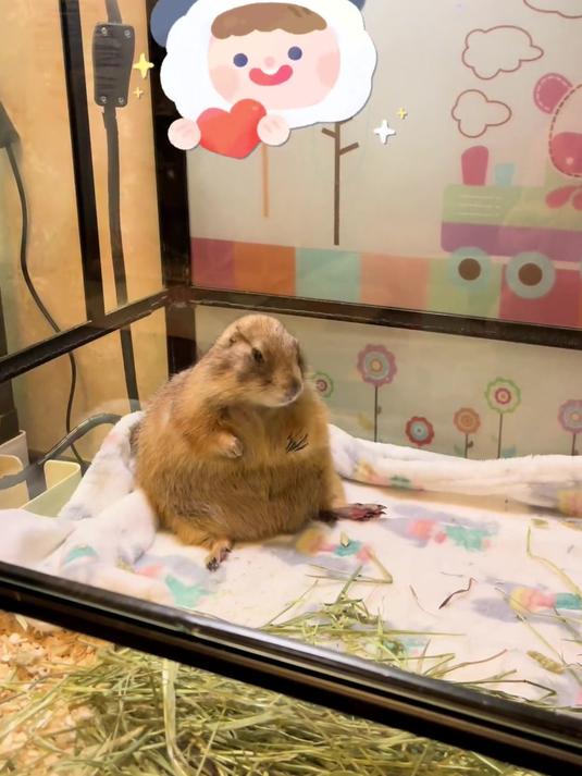 哈尼尼洗完舒服啦黑尾土拨鼠