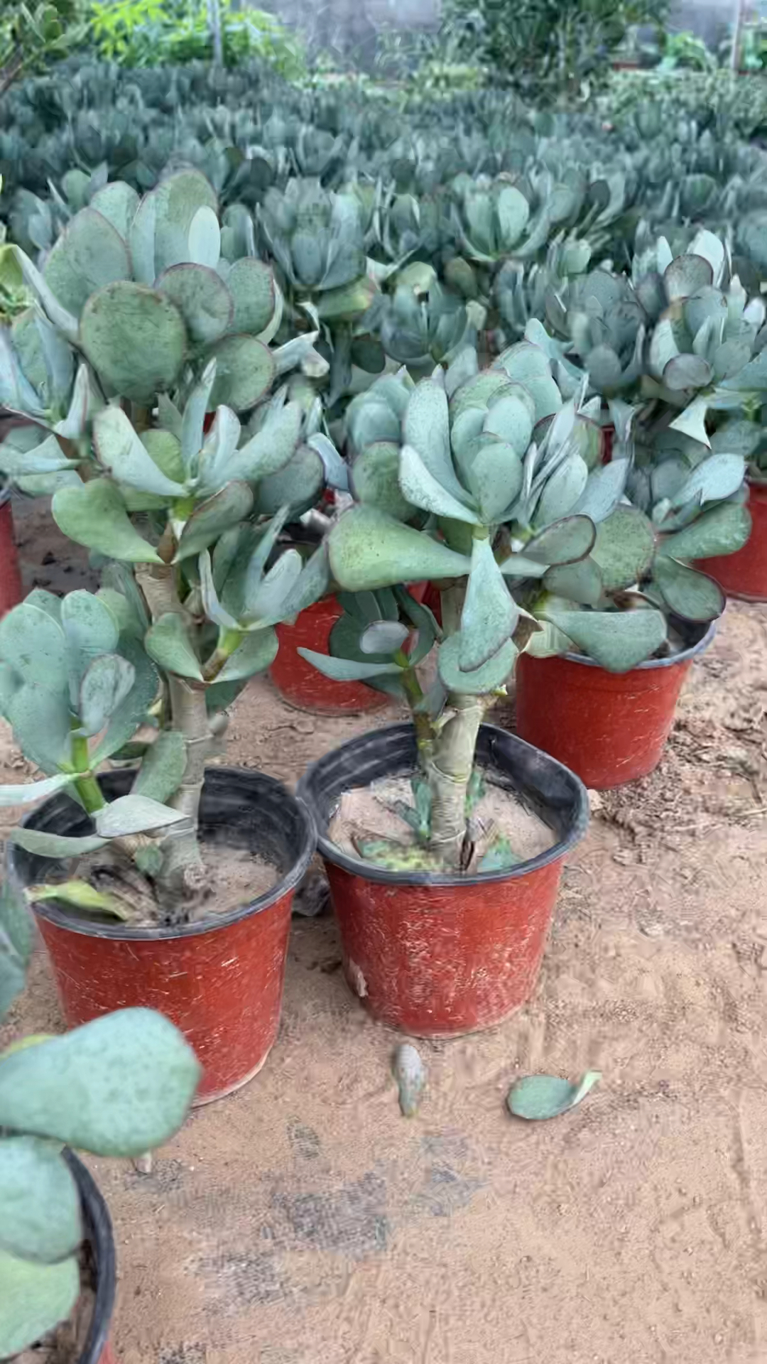 小蓝鸟花月盆栽