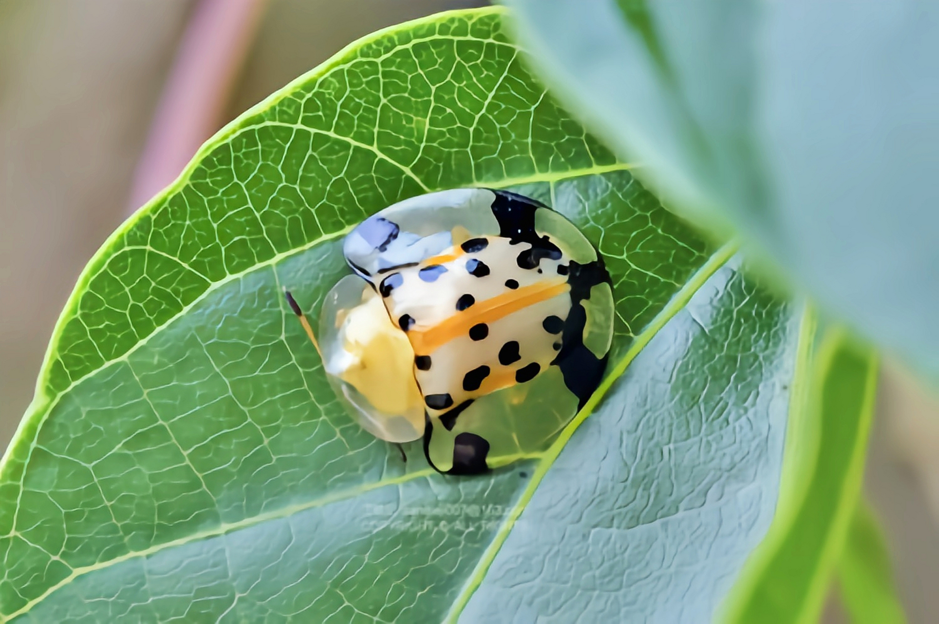 每天认识一种昆虫——星斑梳龟甲 星斑梳龟甲又名大黑星龟金花虫,体长