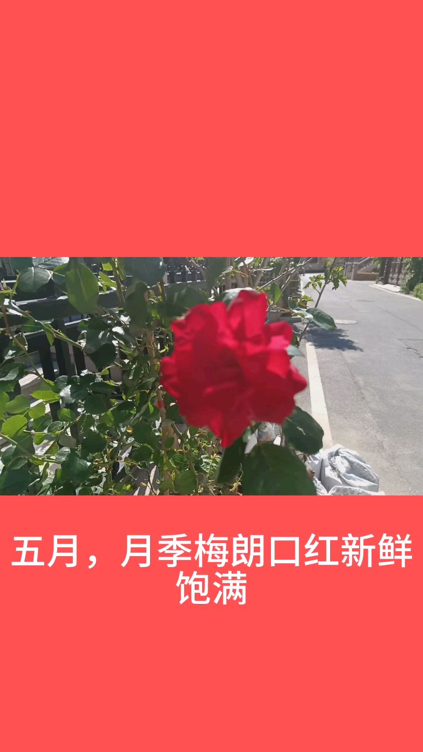 五月,月季梅朗口红新鲜饱满