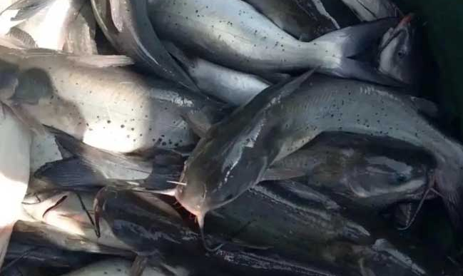 叉尾鱼是什么鱼