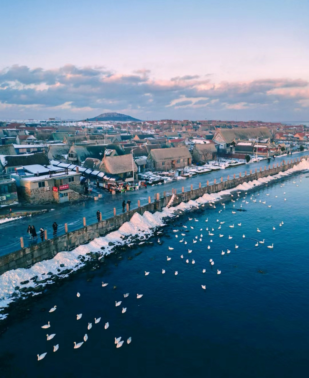 令人终生难忘的景点# 带队再次看天鹅,山东烟台荣城烟墩角是必选项.