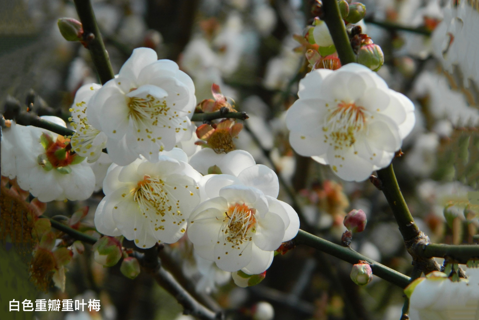梅花品种识别——请按照"三系,五类,十八型"区分