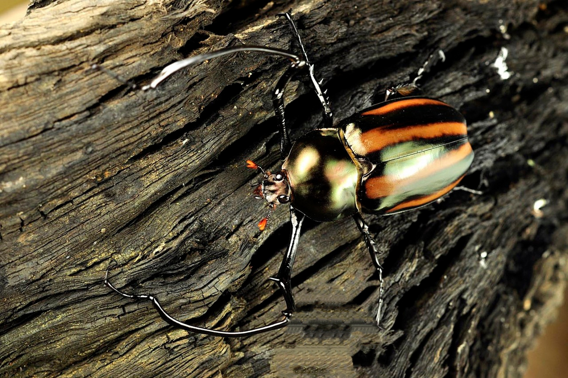 每天认识一种昆虫——西瓜皮长臂金龟 西瓜皮长臂金龟别名瓜皮臂金龟