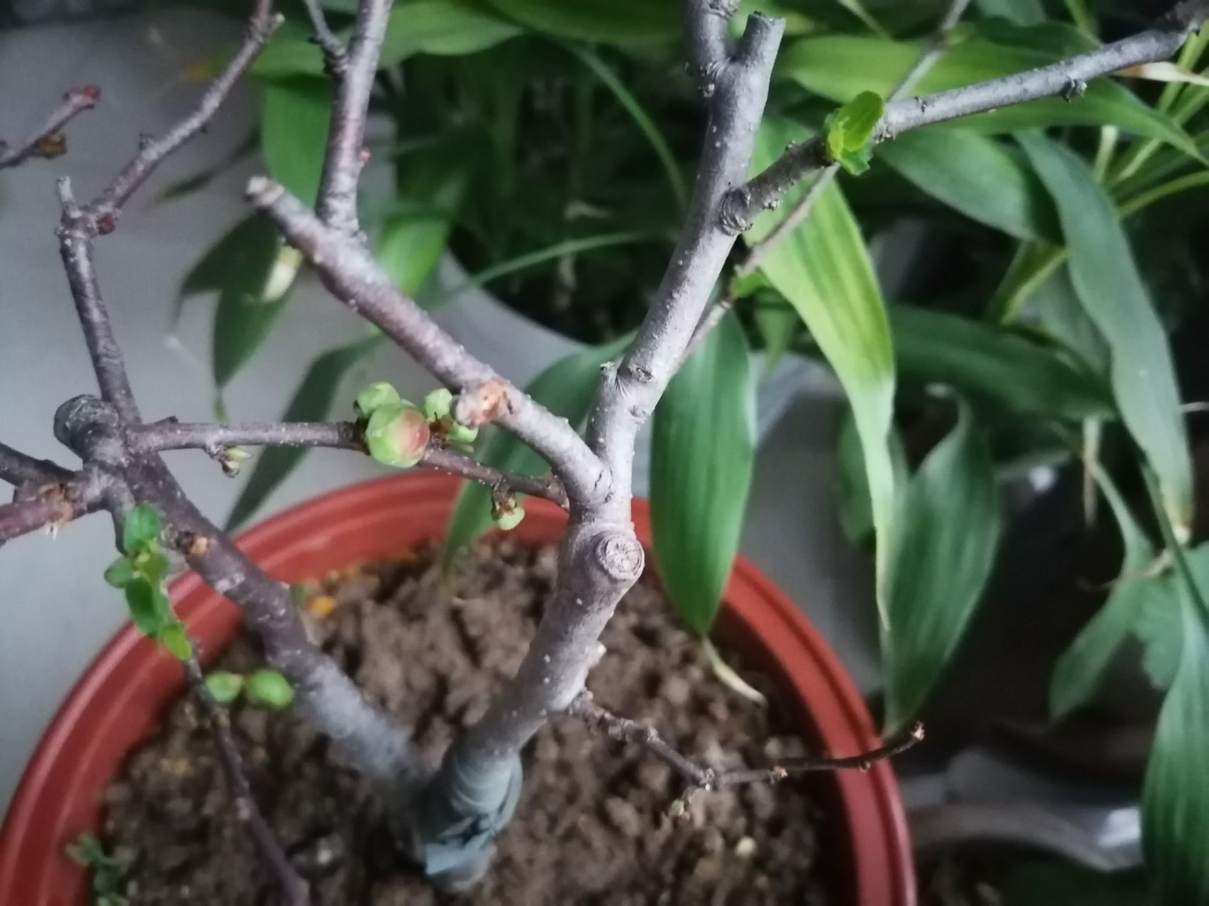 我是本地分享家# 长寿冠海棠的花苞已经长大,露出了红色,待到天气再