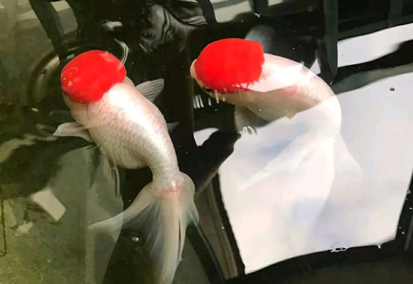 传统国粹金鱼的天花板——宫鹅金鱼的挑选小建议