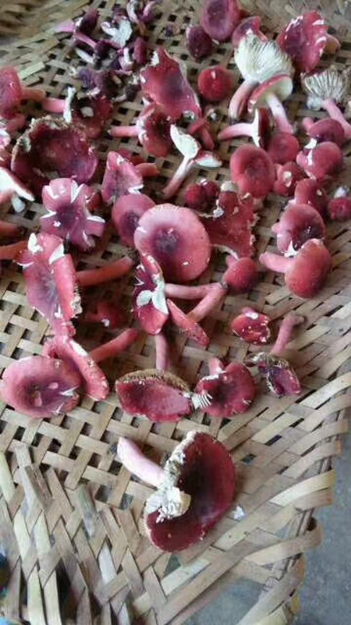 野生大红菇是稀有珍贵的食用菌,具有食跟药的价值,肉质鲜嫩,清甘