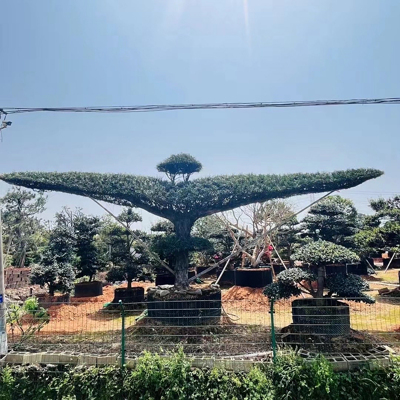 大鹏展翅造型罗汉松,羽毛枫,精品女贞,红花檵木,小叶赤楠.