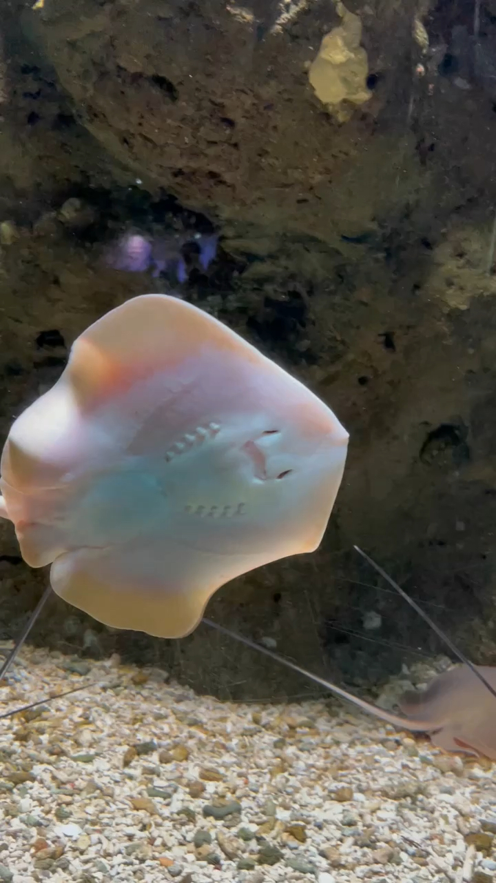 遇见爱笑的黄鳐,也叫黄鲷鱼-度小视