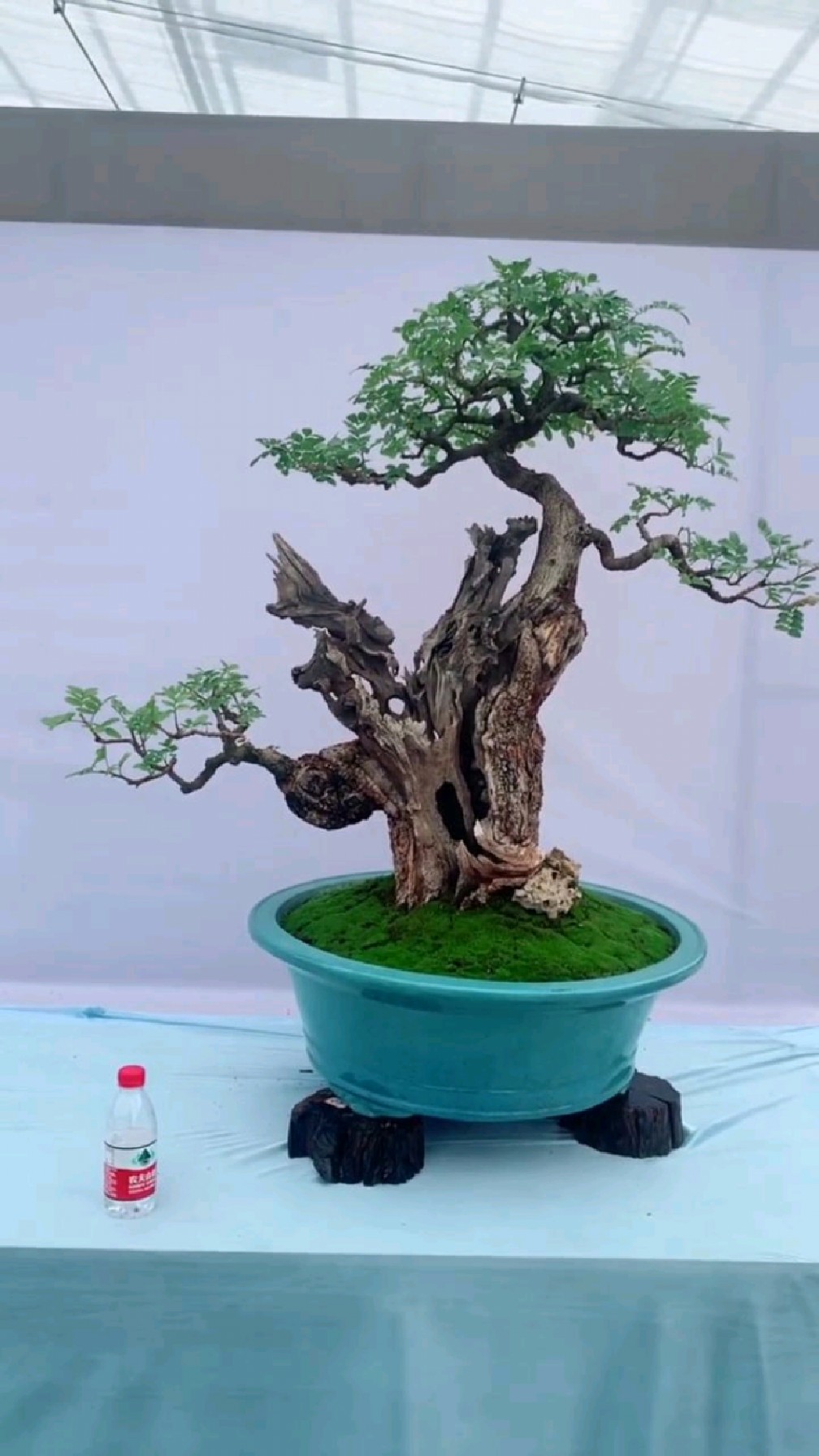 一盆枯木逢春的清香木盆景