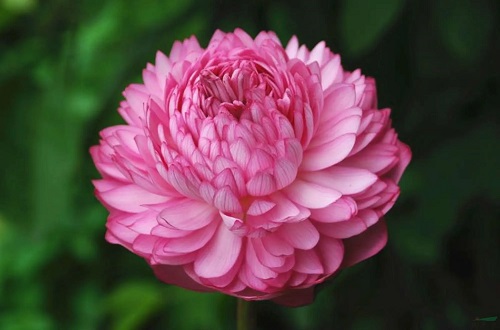 千瓣莲荷花形态富丽,雍容华贵