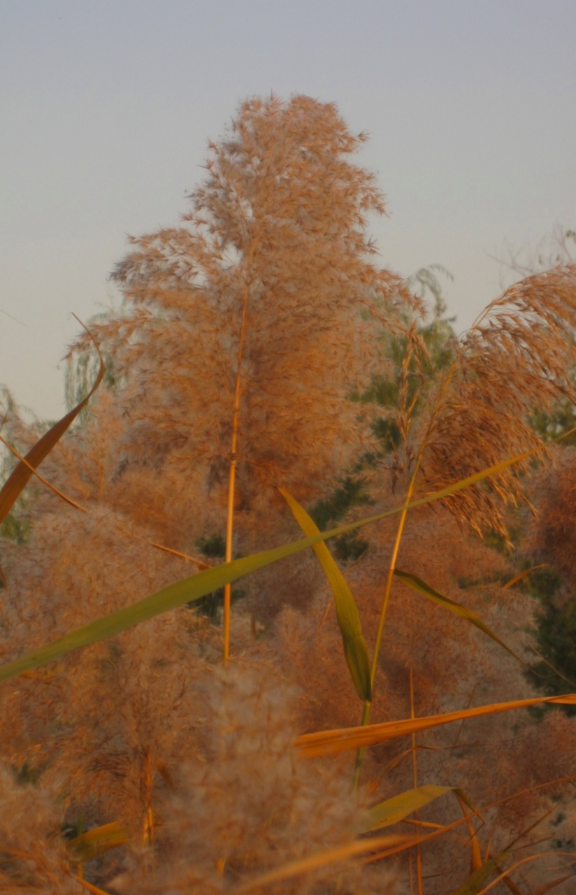 萧萧芦荻秋图片