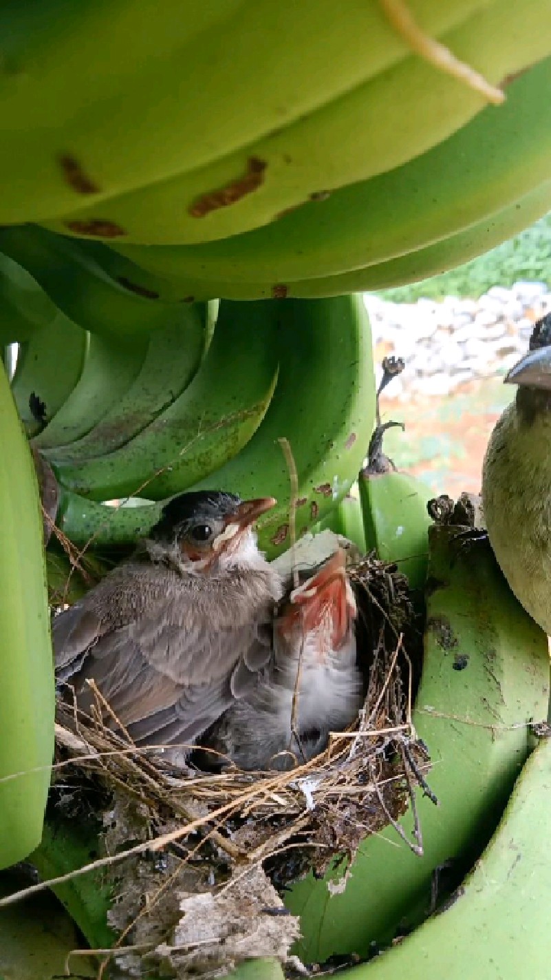 小黑头公长大了