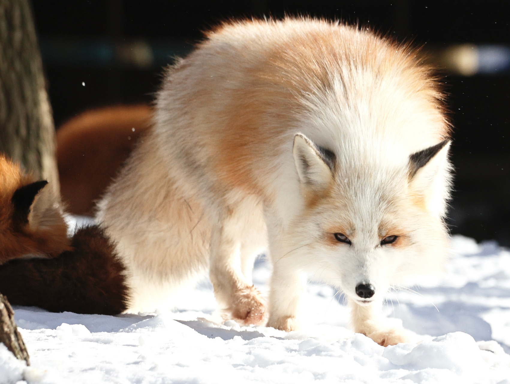 白金狐狐有时候还蛮符合笨蛋美人的设定的#九月动态激励计划