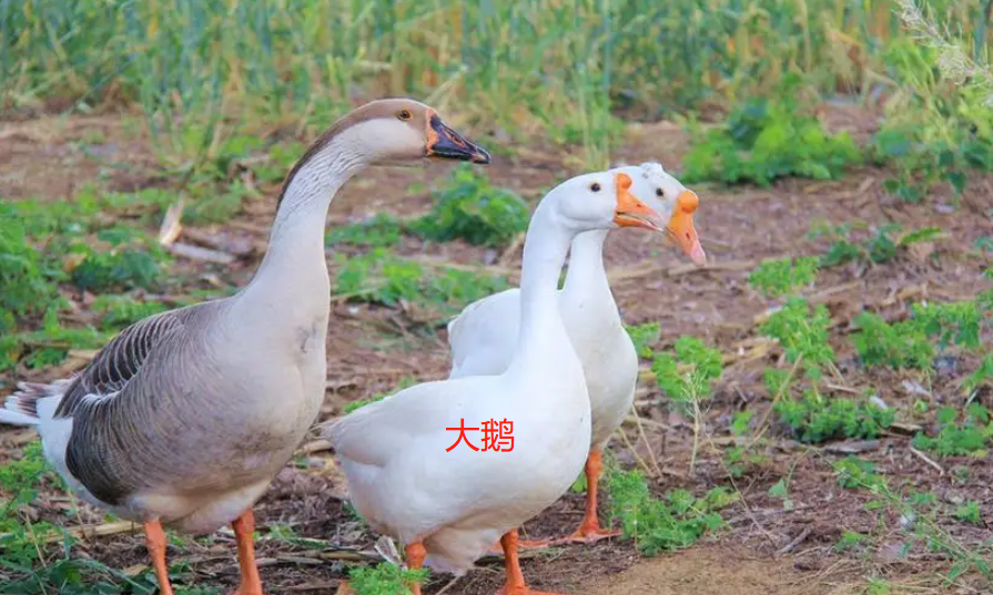 天鹅和大鹅有什么区别