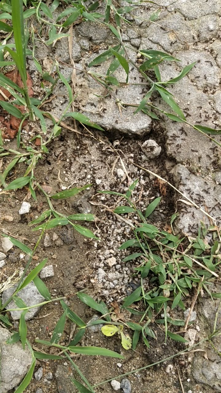 蚂蚁搬家,要下雨了!密集恐怖患者慎入!