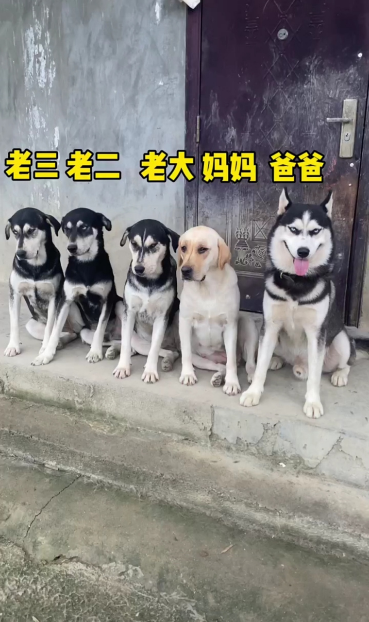 爸爸长的帅,妈妈长的漂亮,孩子们长的是乱七八糟啊!