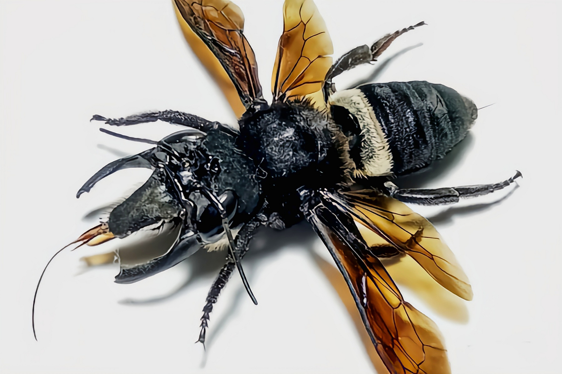 每天认识一种昆虫——华莱士巨蜂 华莱士巨蜂又名巨型梅森蜜蜂.