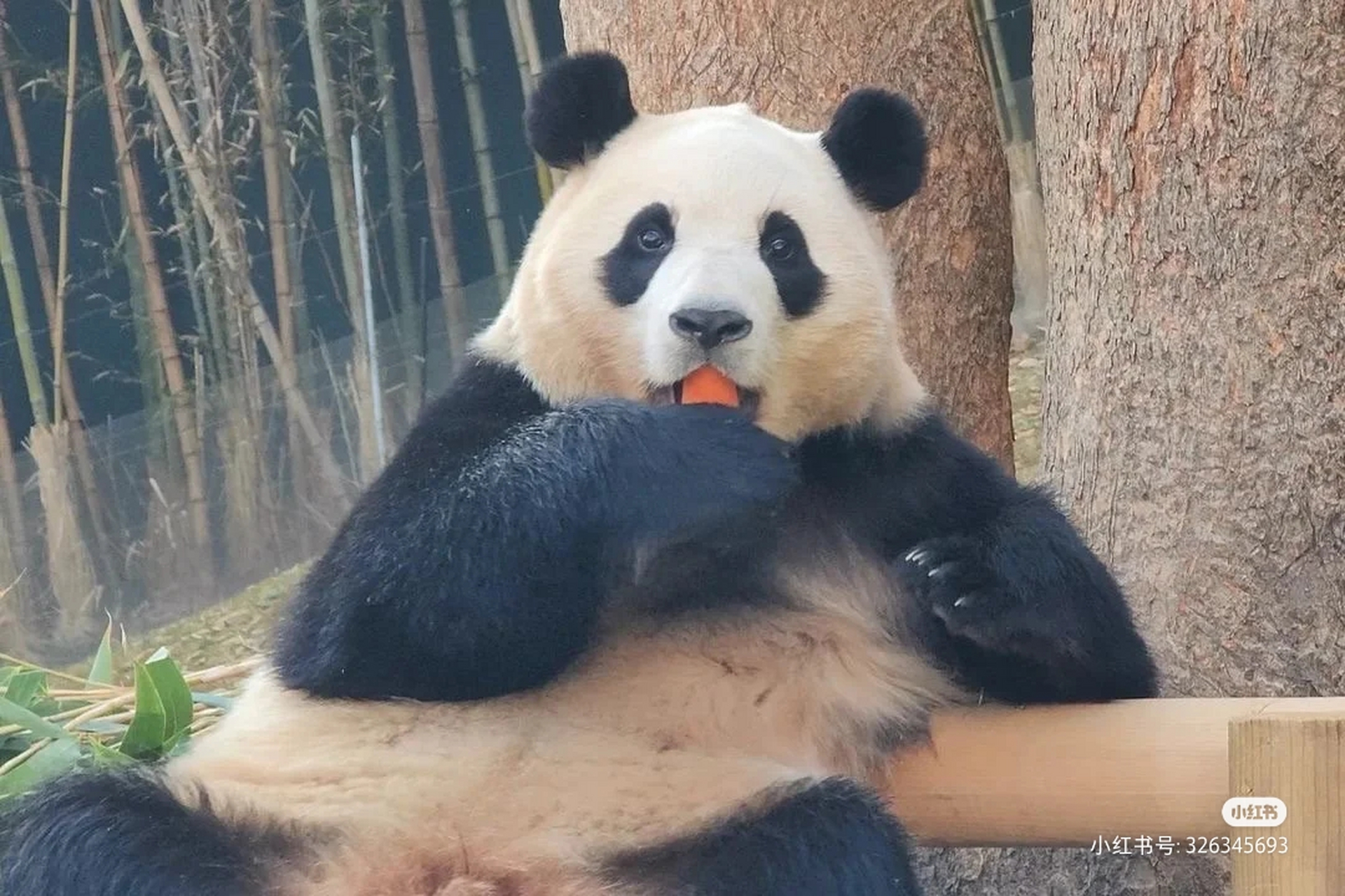 大熊猫毛茸茸的面孔上嵌着一对乌黑发亮的眼睛,再加上一身墨黑墨黑的