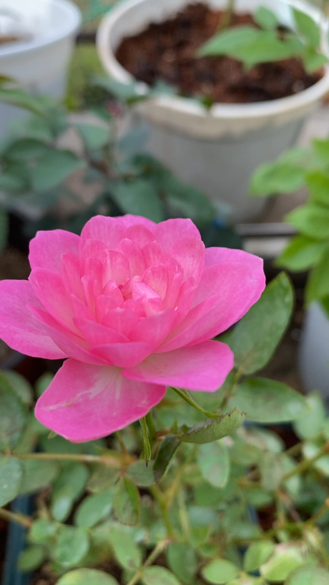 微型月季天荷繁星开花了,的确像荷花,挺漂亮的